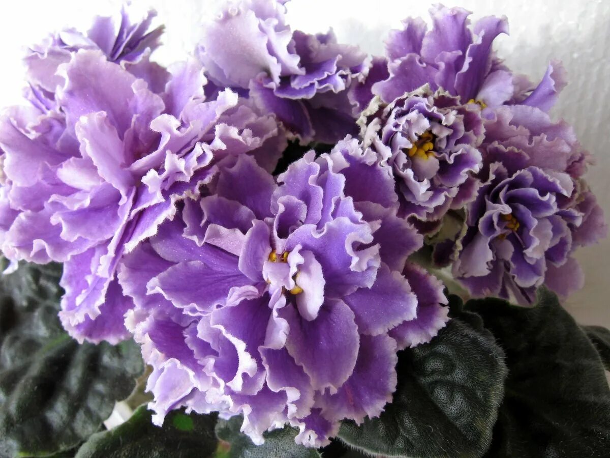 Фиалка русски. Фиалка русски. Фиалка рм леонора. Фиалка русская душа. Фиалка русски.