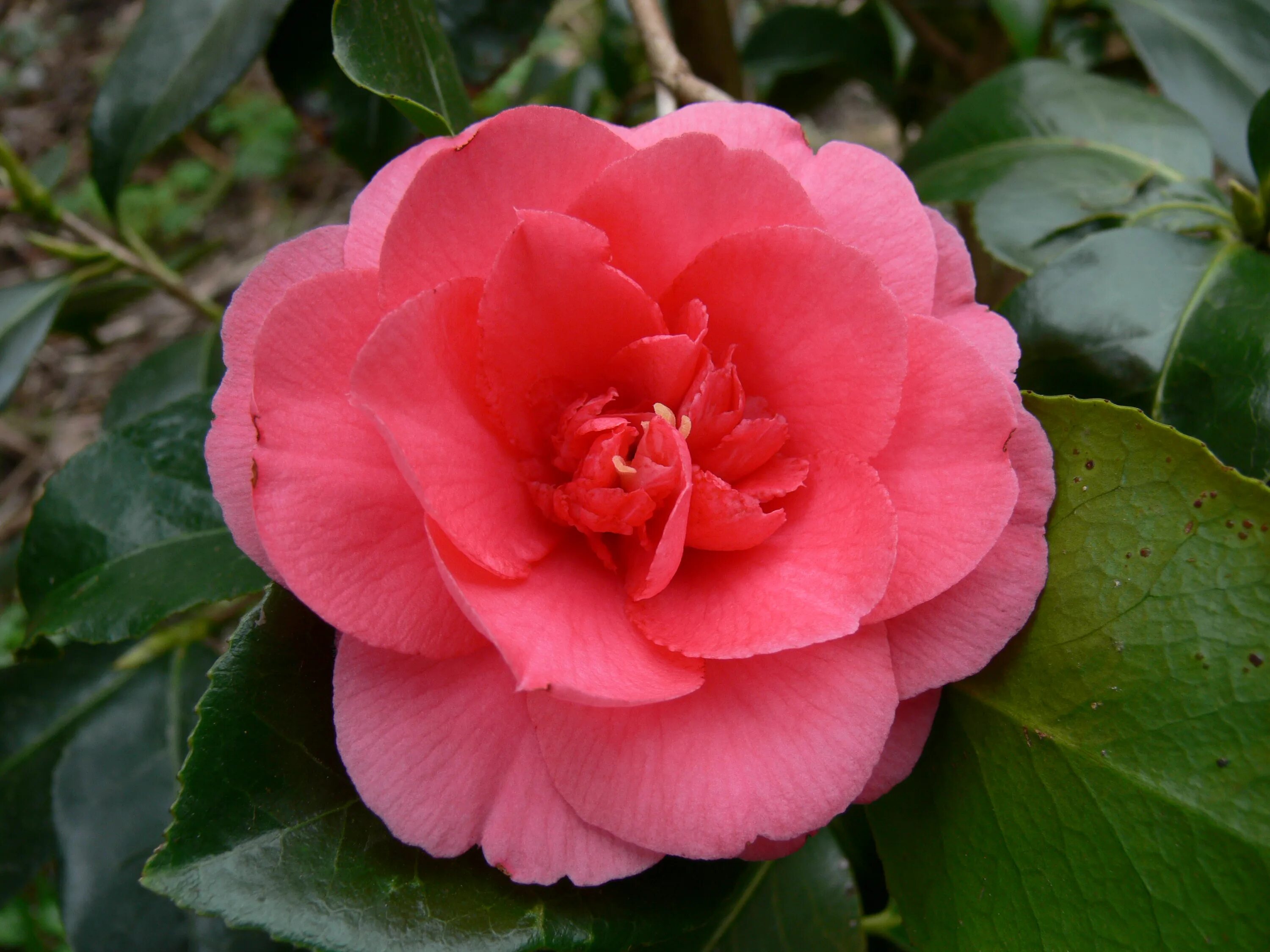 Камелия саженец. Камелия General Colletti. Камелия японская. Camellia japonica "Portuense". Лососевая Камелия.