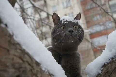 Первый снег смешные картинки