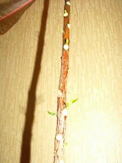 Кротон сбрасывает листья что делать