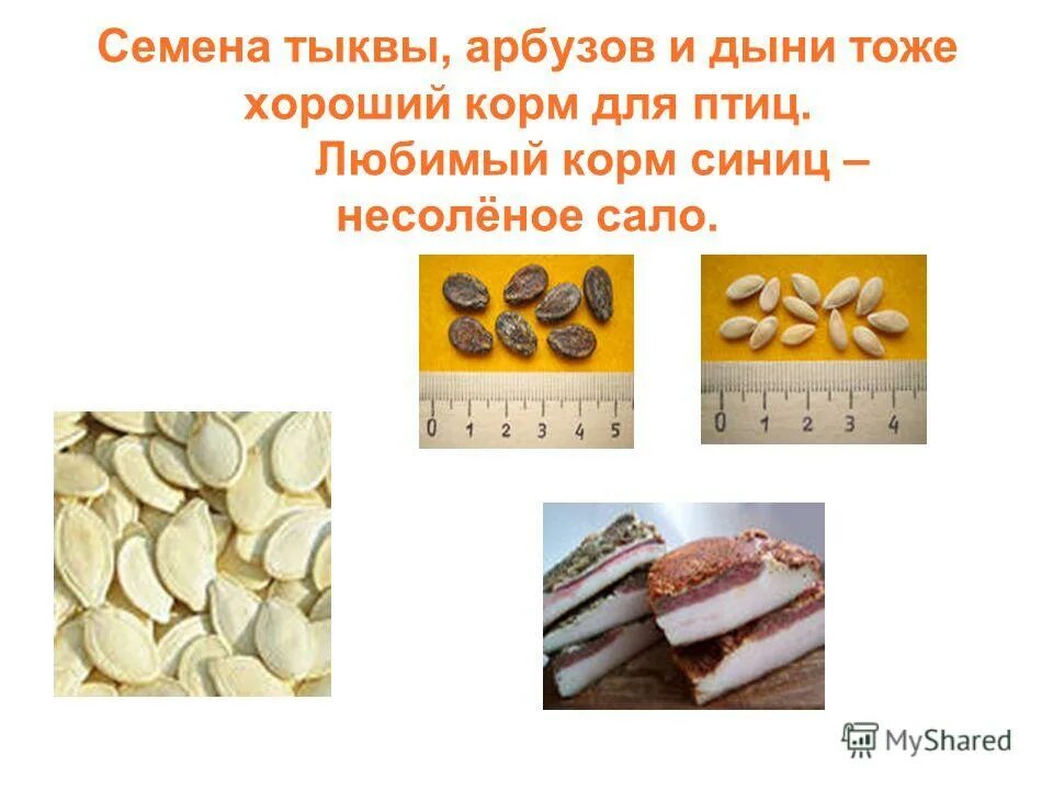 Чем кормить зимующих птиц. Какие птици едят семячки. Дневник птиц. Кормить птиц арбузными семечками. Чем подкармливать птиц зимой.