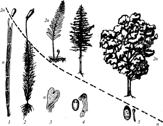 Эволюция гаметофита и спорофита. Эволюция гаметофита и спорофита у растений. Эволюция гаметофита и спорофита схема. "Эволюция гаметофита и спорофита в процессе эволюции. Жизнь гаметофит
