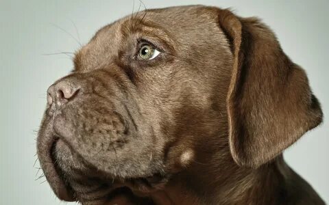 Facing dog