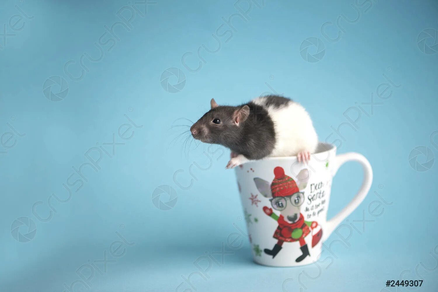Кофе крыски. Крыса с кофе. Крысеныш и кофе. Крыса домашняя кофейная. Кофейные крысы