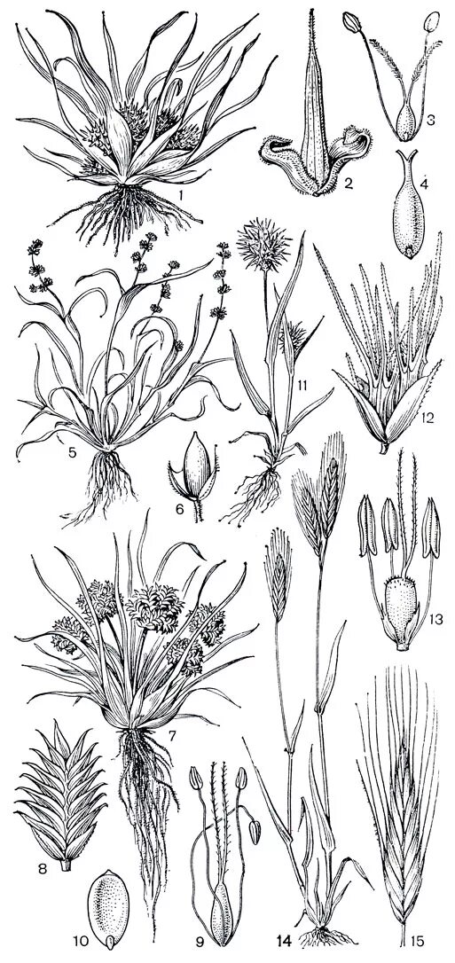 однолетнее растение семейства злаков 5