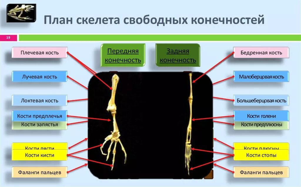 Рассмотрите задние конечности птиц большинство костей стопы. Скелет земноводных пояс передних конечностей. Строение пояса передних и задних конечностей лягушки. Скелет пояса задних конечностей амфибий. Строение пояса передних конечностей у земноводных.