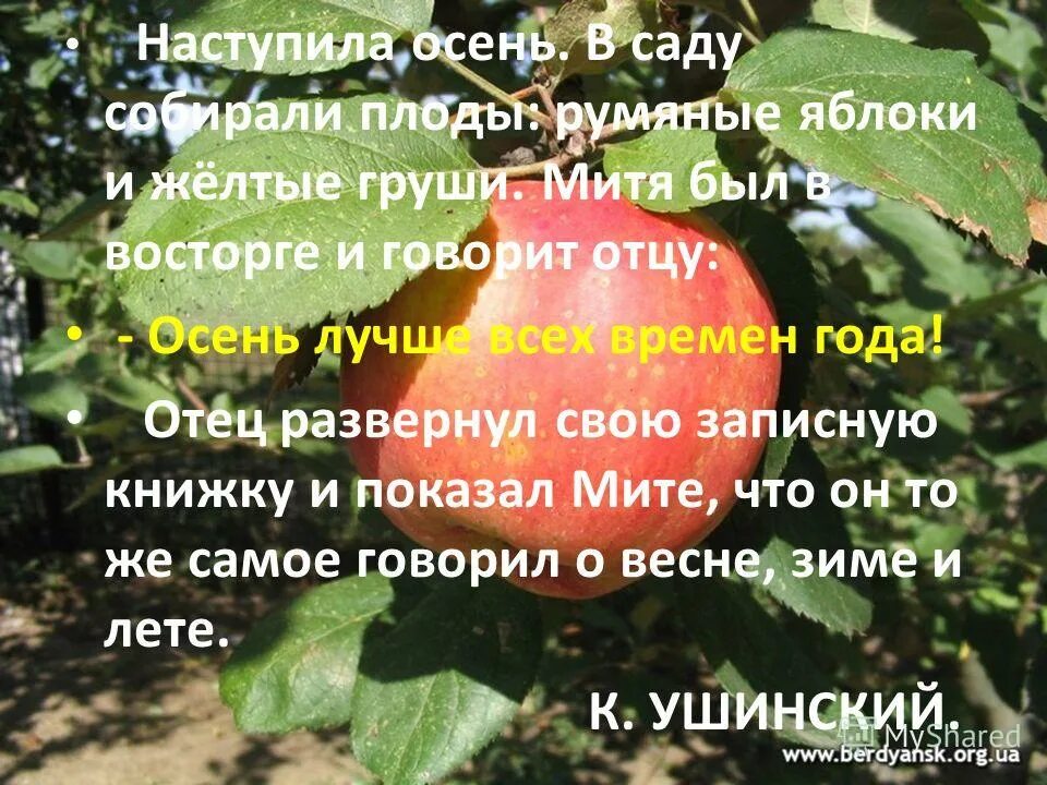 три яблока из сада ежик притащил самое. румяное яблоко как пишется. стих яблочко румяное. загадка про яблоню для детей. загадка про яблоко.