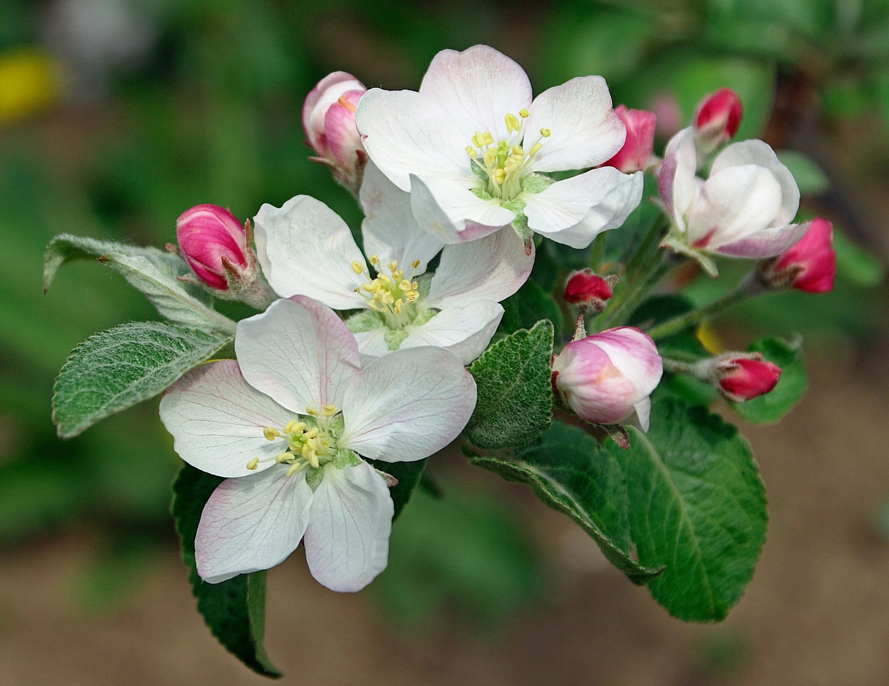 Музыка яблоня. Цветет яблоня Пинк Роуз. Яблоневый цвет Malus. Яблоня Орлик цветет.