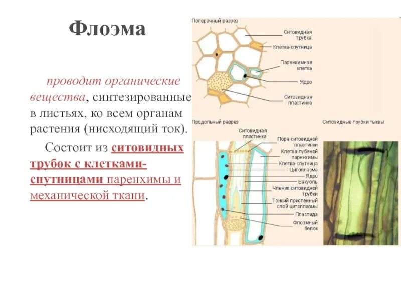 Ситовидные элементы флоэмы. Ситовидные клетки тыквы. Растительные ткани Ксилема флоэма. Проводящие элементы флоэмы – ситовидные трубки. Флоэма органические вещества