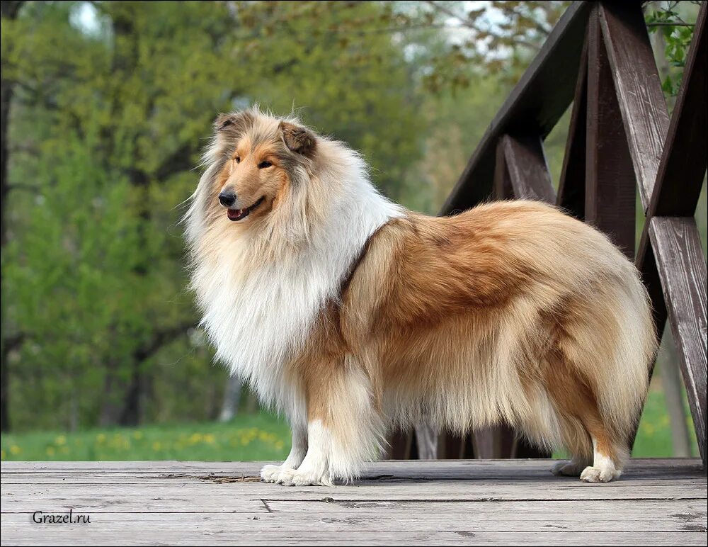 шотландская колли длинношерстный. шотландская колли длинношерстный. шотландская колли. афганская колли. породы собак с фотографиями и названиями длинношерстные.