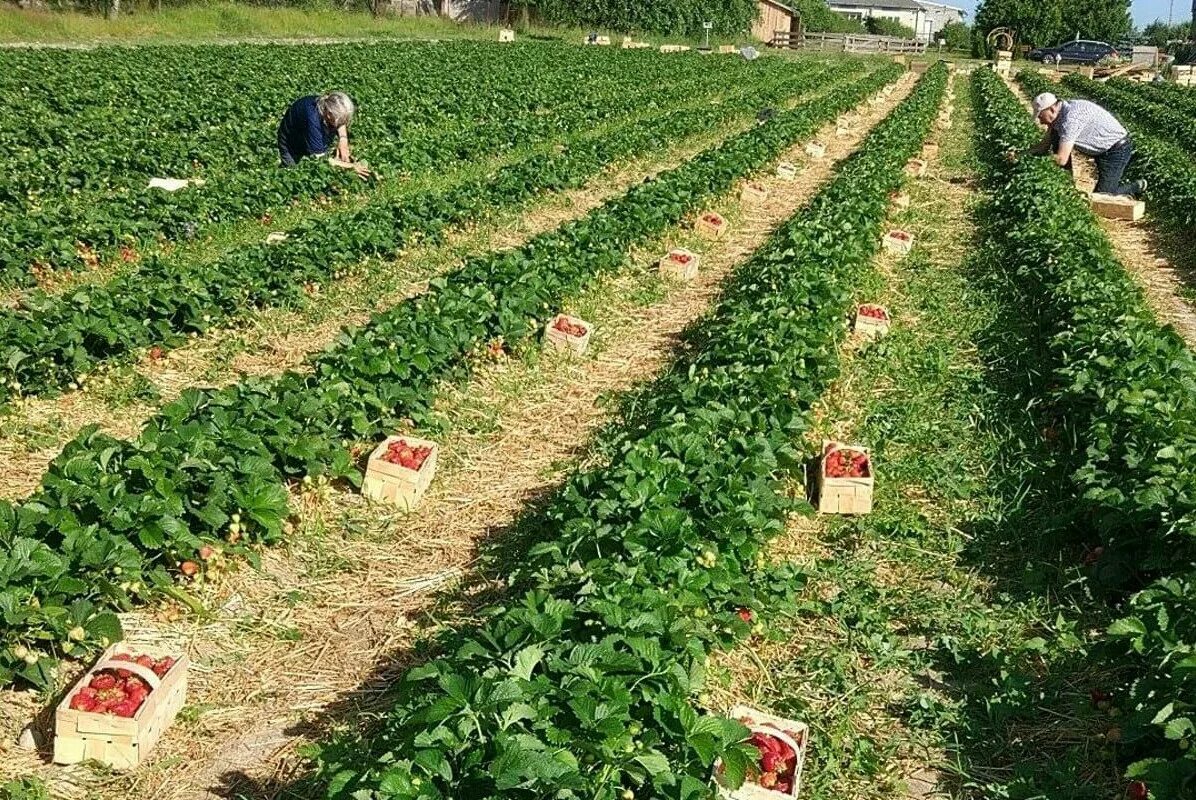 Работа в польше без посредников. Работа в польше. Работа в польше без посредников. Комплектовщик. Работа в польше без посредников.
