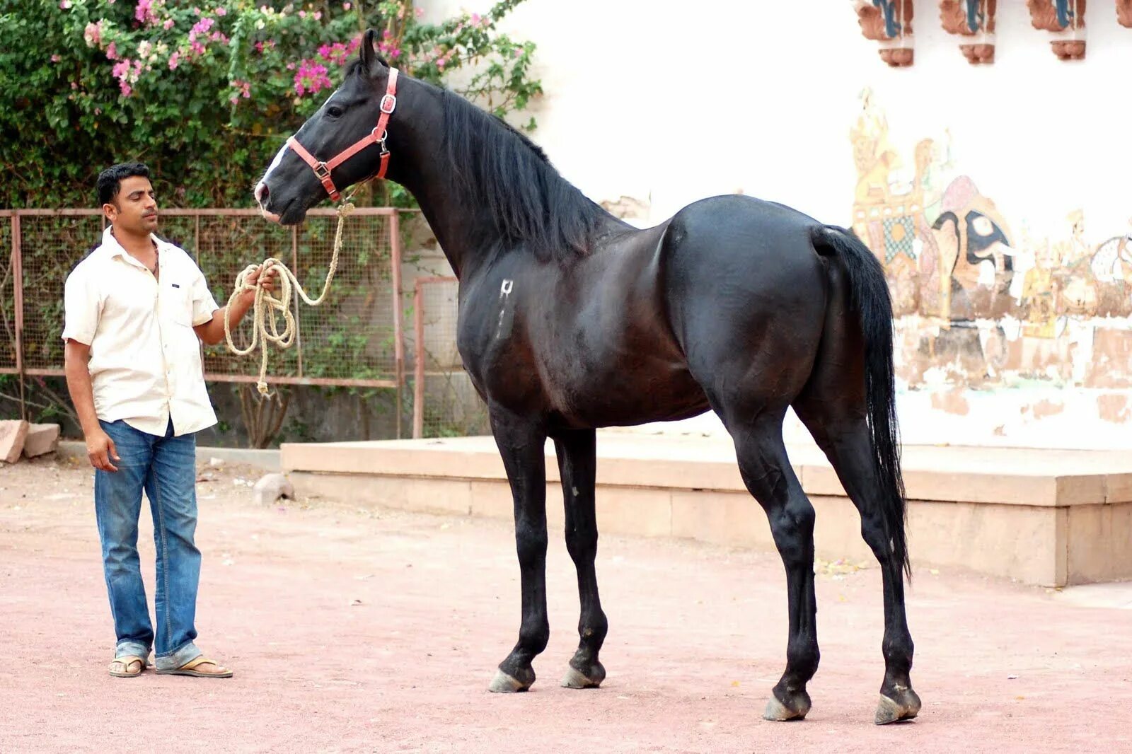 Indian horse. Марвари лошадь. Лошади породы марвари. Индийские марвари. Марвари масти.