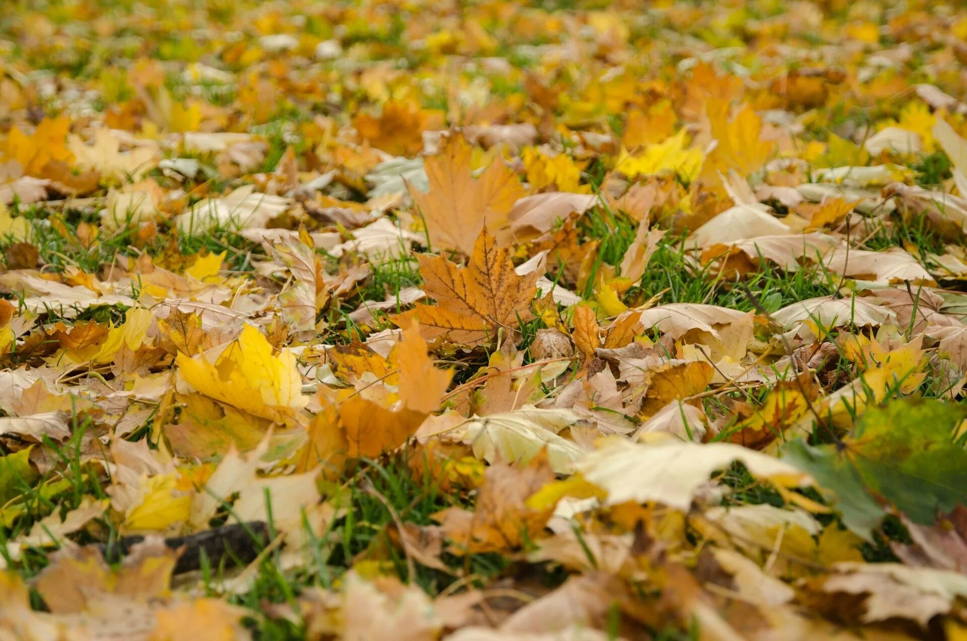 Листья желтые в пруду. Желтый лист. Осенние листья на земле. Ковер из осенних листьев. Осень листопад.