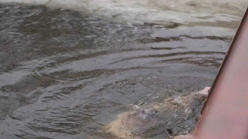 Мутная вода. Снится грязь грязная вода. Спав загрязняет воду. Вода спала в реке