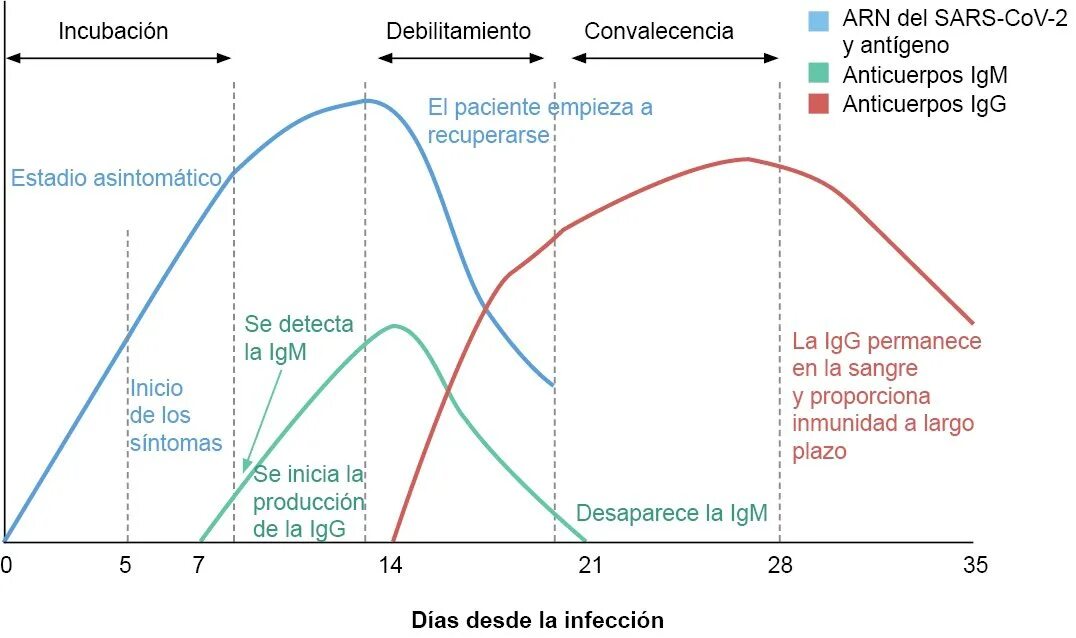 SARS-cov-2, антитела IGM. Отличие антител IGG от IGM. SARS-cov-2 IGG количественный. IGG IGM КСМВ.