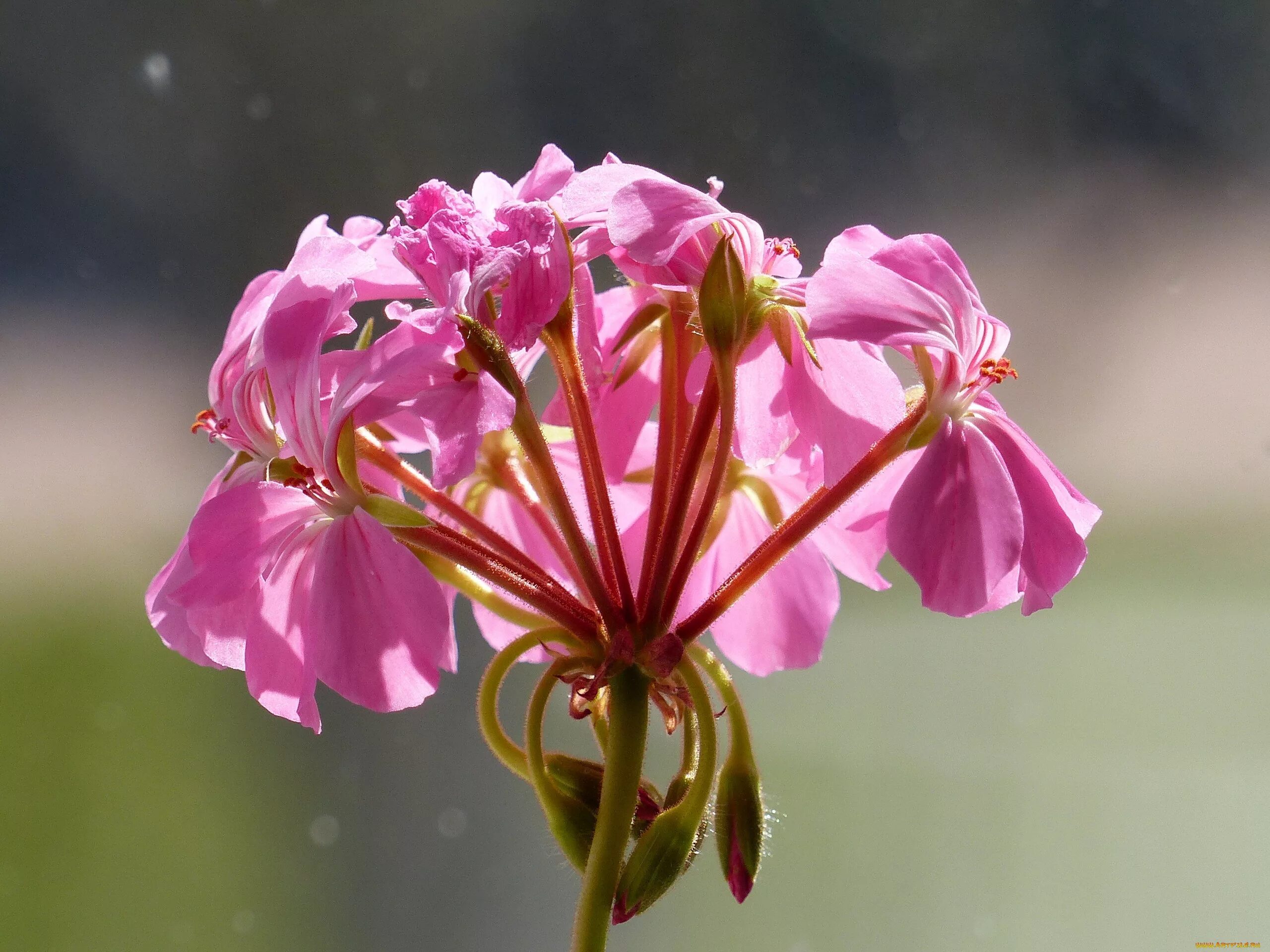 Bob Hall пеларгония. Пеларгония Pink Golden Harry Hieover. Пеларгония розовый салют. Pink Geranium пеларгония.