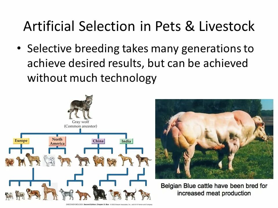Highest breeding