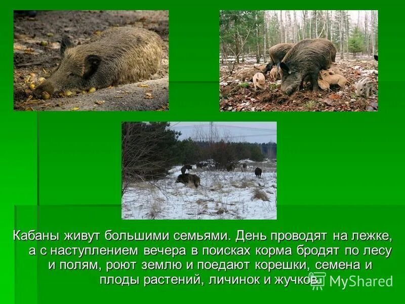 где живут кабаны. дикий кабан описание. сообщение о кабане. кабан презентация. дикий кабан описание.