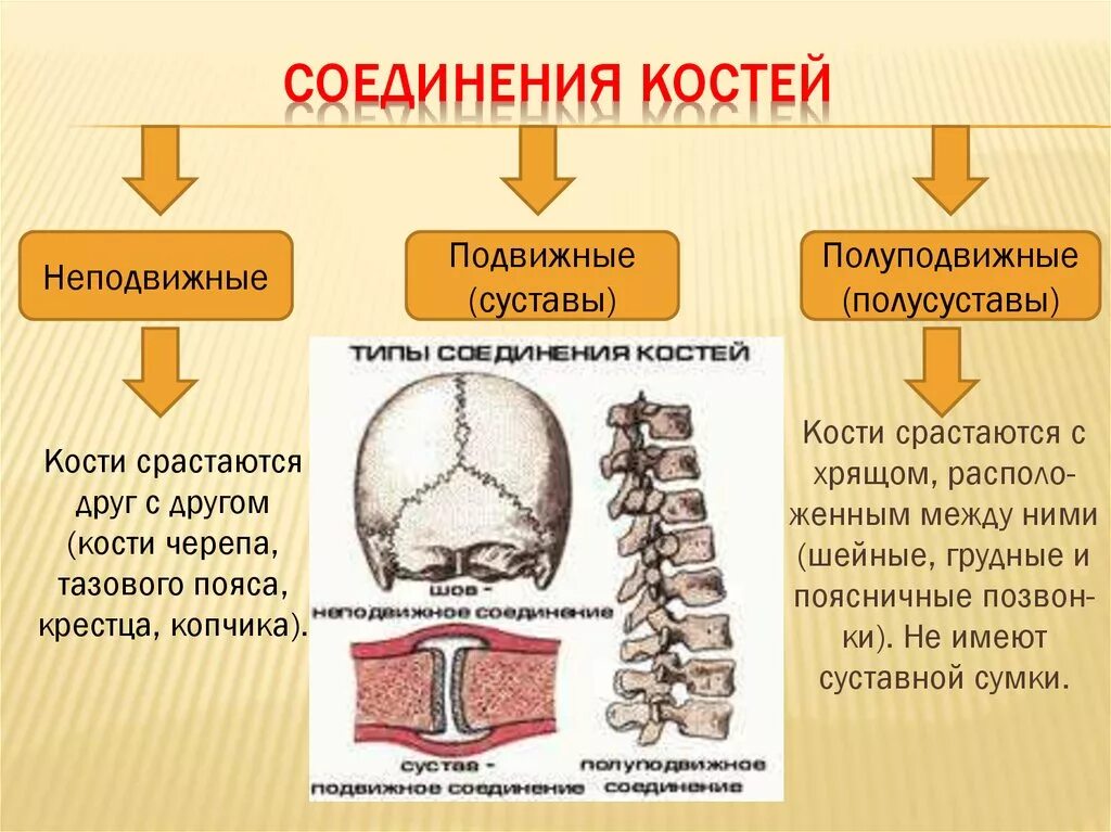 Подвижное соединение между костями. Соединения костей подвижные и неподвижные полуподвижные таблица. Полуподвижные соединения костей. Подвижные и полуподвижные соединения костей. Подвижная полуподвижная неподвижная соединение костей.