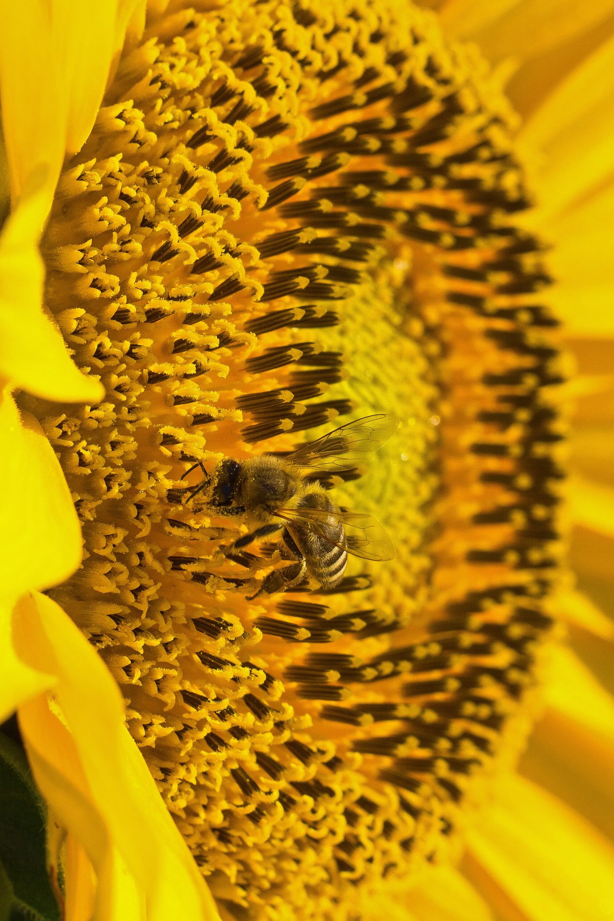 Пчела на подсолнухе. Пчелы подсолнечник солнце. Пыльца подсолнуха. Подсолнух Макросъемка. Цветок много пыльцы