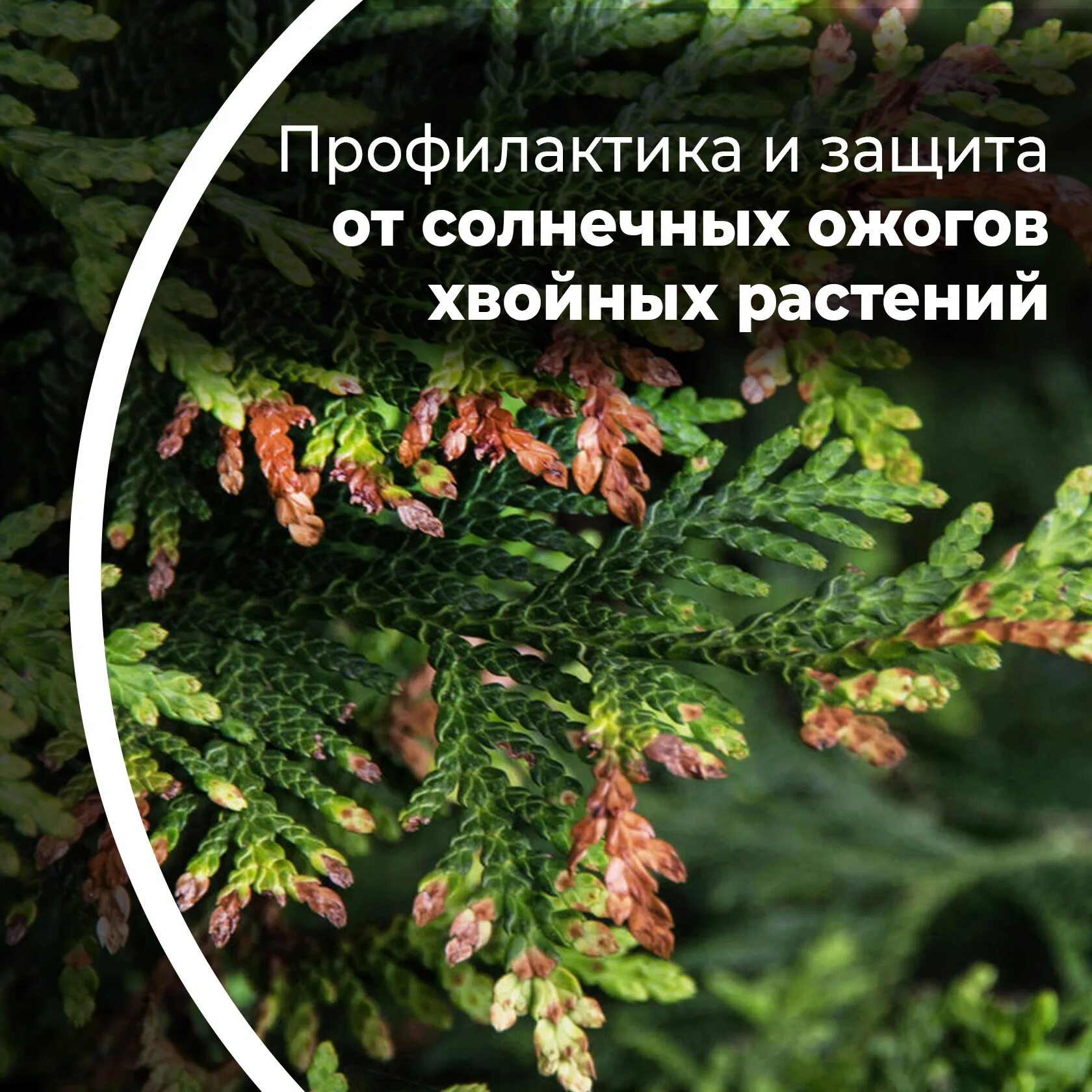 От ожогов хвойных. Ожог сосны. Солнечный ожог хвойника. Стопожог для хвойников.