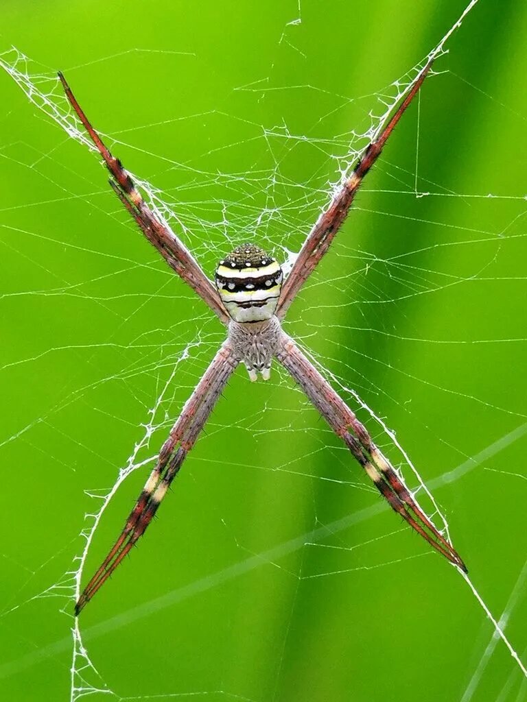 Стандартный паук