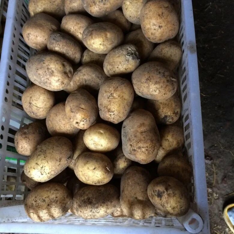 Купить картошку с доставкой. Картофель объявление. Реализация картофеля. Продается картофель объявление. Идеи для продажи картошки.