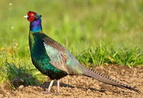 Country birds