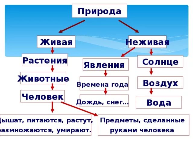 Что входит в первую часть. Живая и неживая природа 2 класс. Объекты живой природы. Кластер Живая и неживая природа. Понятие живой и неживой природы.