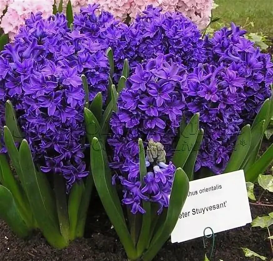 hyacinth Spring bulbs garden, Bulb flowers, Planting bulbs
