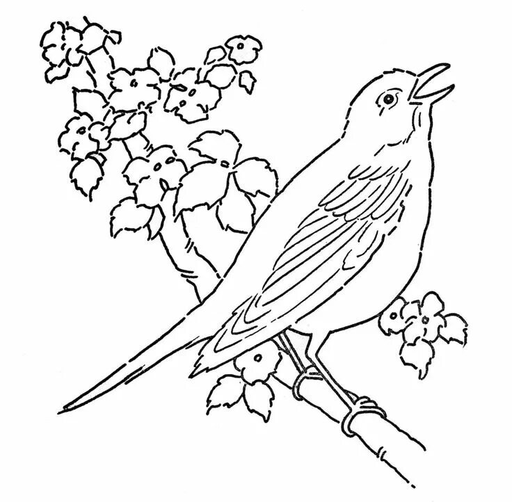 Раскраски для детей птицы распечатать бесплатно Toucan coloring pages. Download and print Toucan coloring pages Coloring pages,