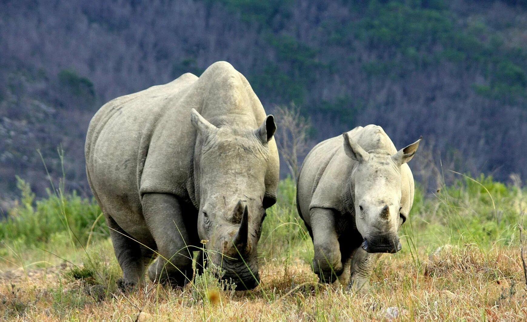 Nashorn носорог. Носорог альбинос. Носорог в природе. Папа носорог.