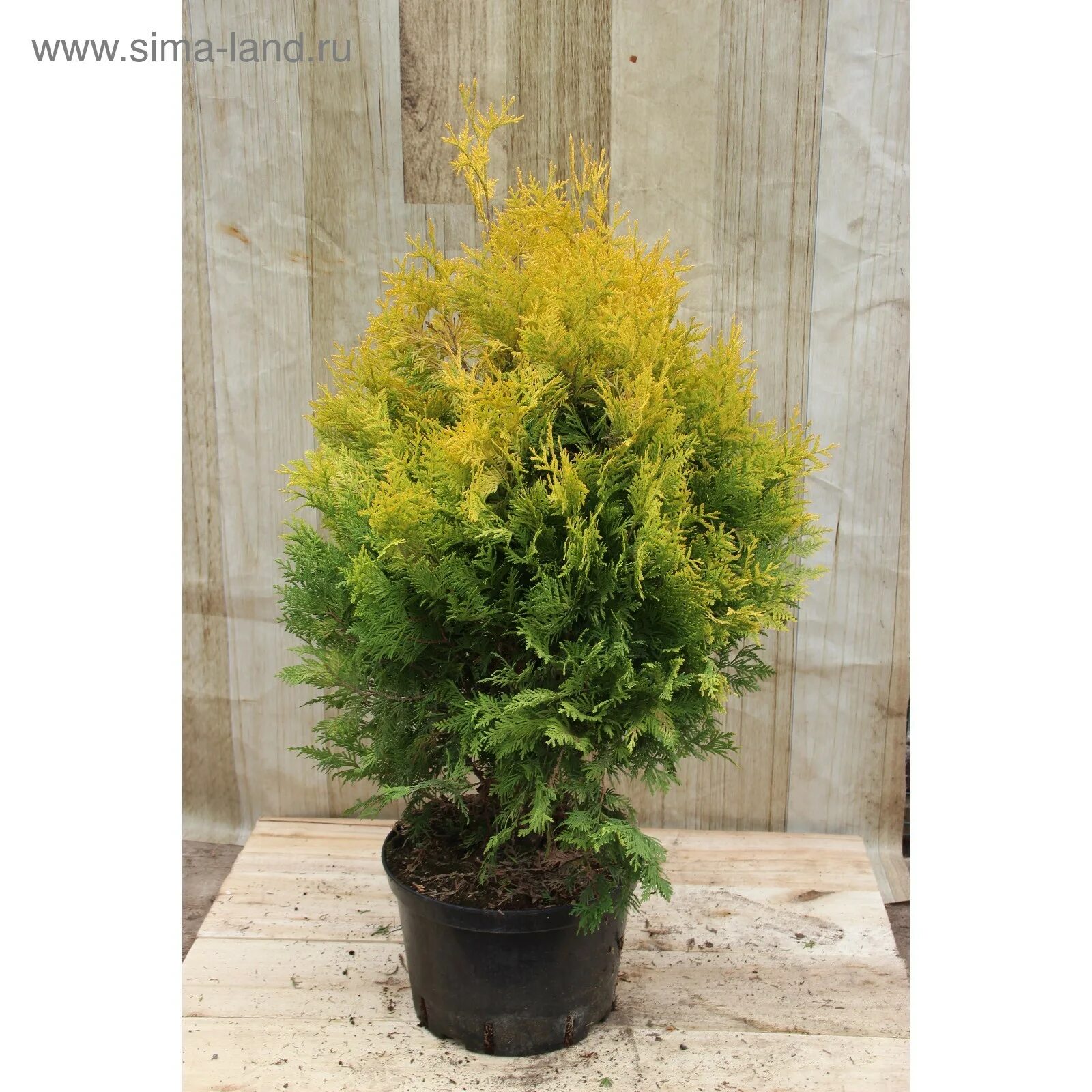 туя западная еллоу риббон. туя риббон. туя западная yellow ribbon. туя риббон. туя западная еллоу риббон.