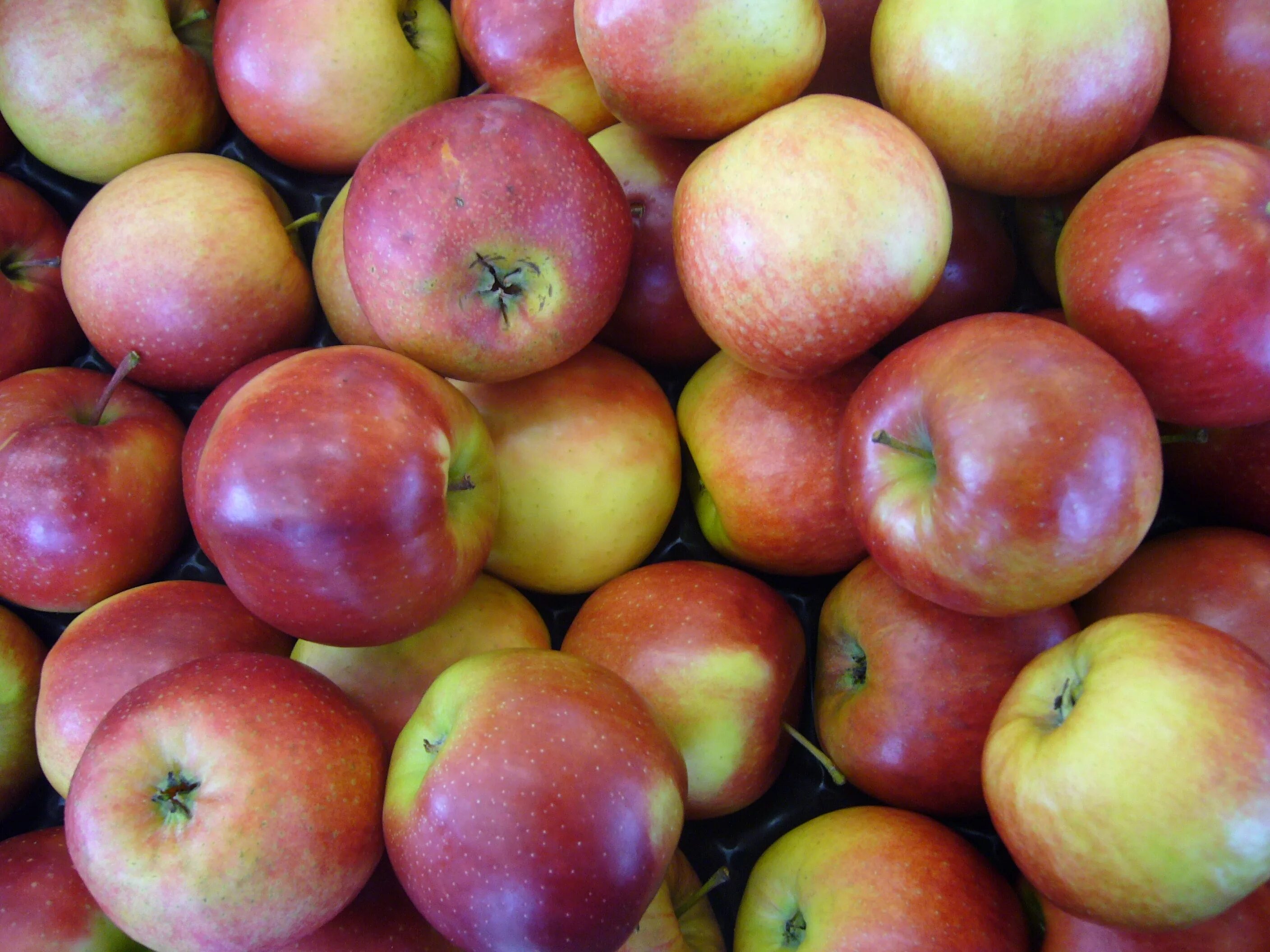 Apple Harvest Green free image download