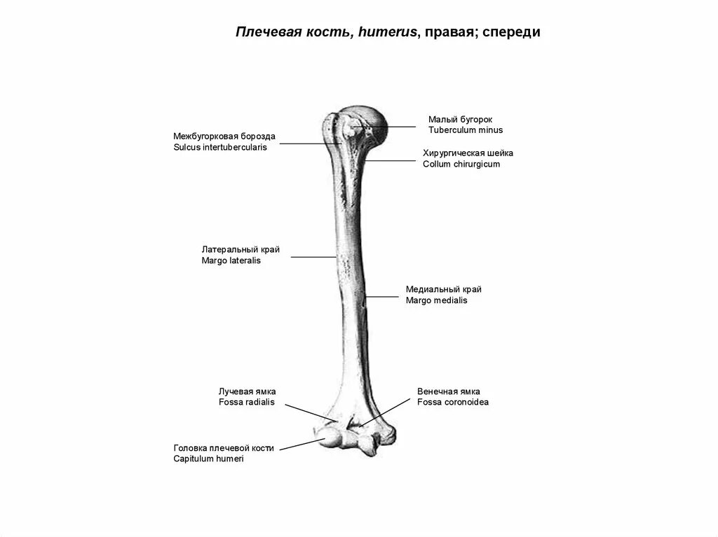 Малый бугорок плечевой кости анатомия. Плечевая кость Синельников. Плечевая кость строение анатомия. Анатомия плечевой кости Синельников.
