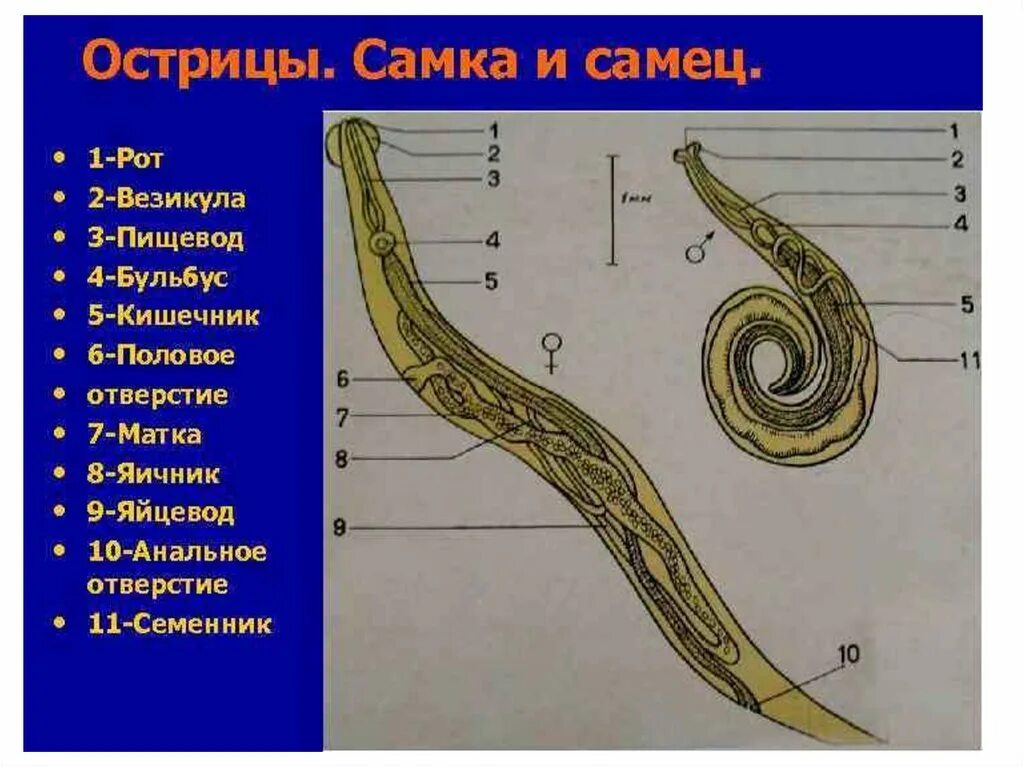 Рот пищевод кишечник. Внешнее строение острицы. Бульбус острицы. Тотальный препарат самки острицы (Enterobius vermicularis). Самка детской острицы строение.