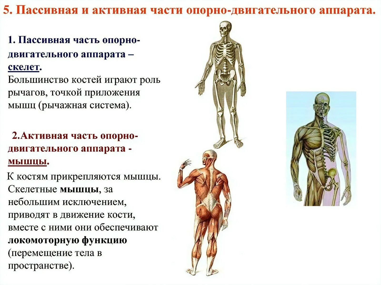 Опорно двигательная система какие функции. Функции пассивной части опорно-двигательного аппарата. Функции активной части скелета. Скелет пассивная часть опорно двигательного аппарата. Строение пассивной части опорно-двигательного аппарата.