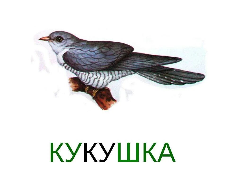 Кукушка карточки для детей. Кукушка Перелетная птица. Кукушка на белом фоне. Кукушка картинка для детей.