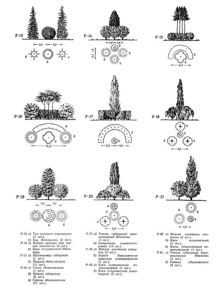 5 группа деревьев. Схема посадки хвойников с кустарниками. Схема посадки хвойных деревьев. Древесно кустарниковая группа схема. Древесно кустарниковая группа схема посадки.