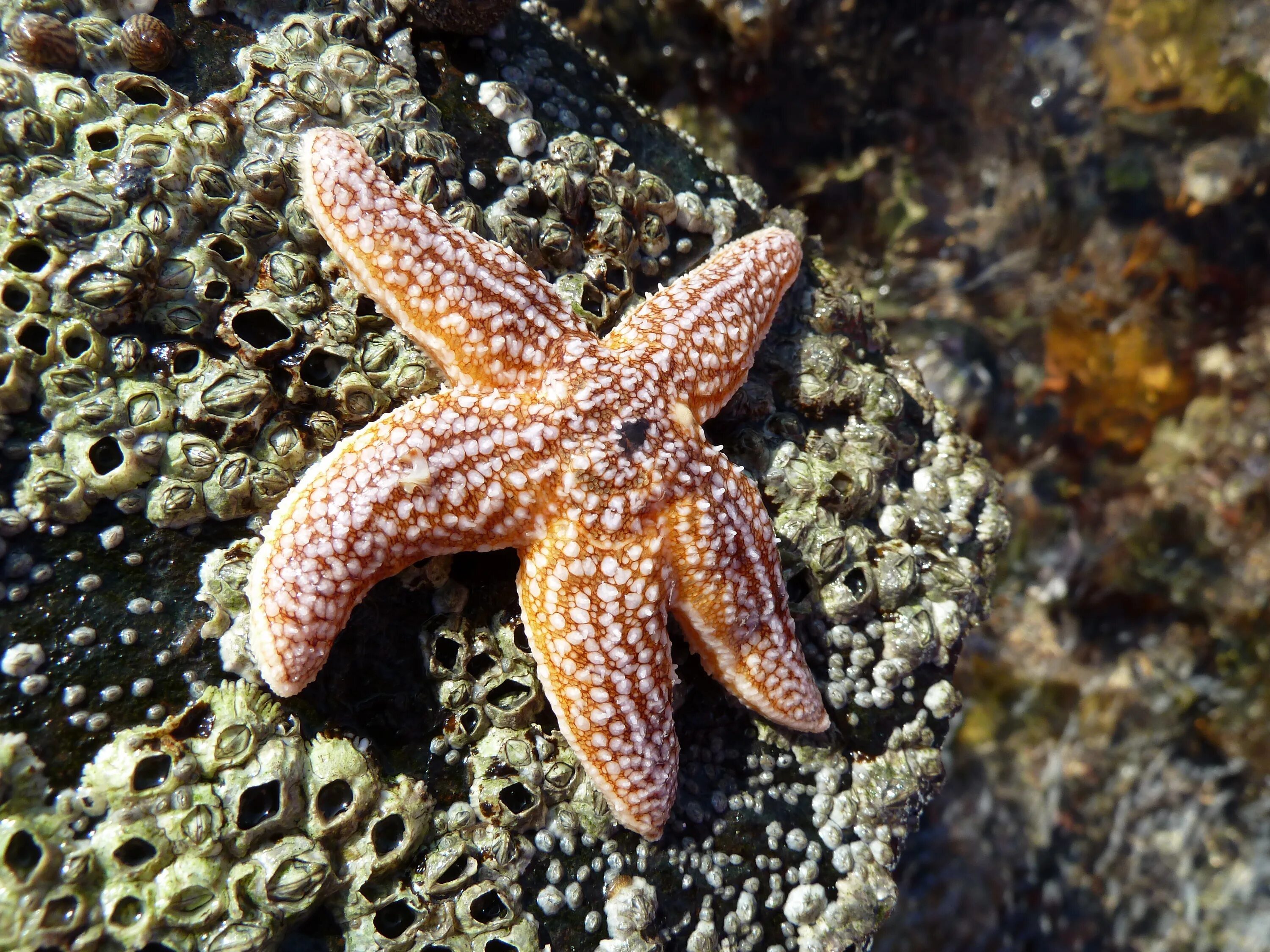 Лучи морской звезды. Астериас Рубенс морская звезда. Морская звезда Asterias. Морская звезда Астерия (Asterias Rubens). Красный Астериас.