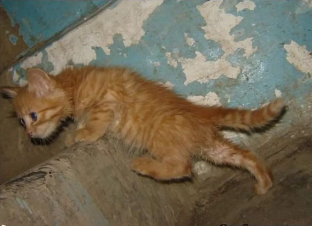 Живи степка живи видео сегодня. Огромный рыжий кот. Котенок рыжий в подвале. Рыжий котёнок на улице.