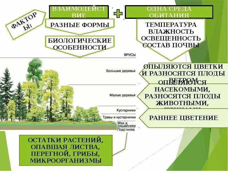 Растительные сообщества 7 класс биология вопросы. Растительные сообщества схема. Карта растительных сообществ. Проект растительные сообщества 7 класс. Растительные сообщества презентация.