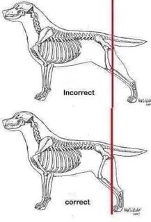 Стейкинг dogs