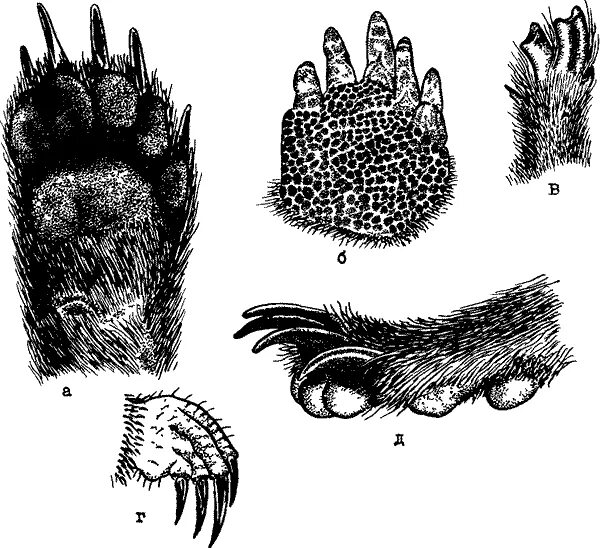 Медвежья лапа строение. Строение лапы медведя. Строение передней лапы медведя.