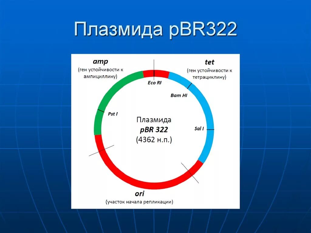 Плазмидами называются. Плазмида pbr322 схема. R-плазмиды строение. Плазмида pbr322 описание. Строение r плазмид.