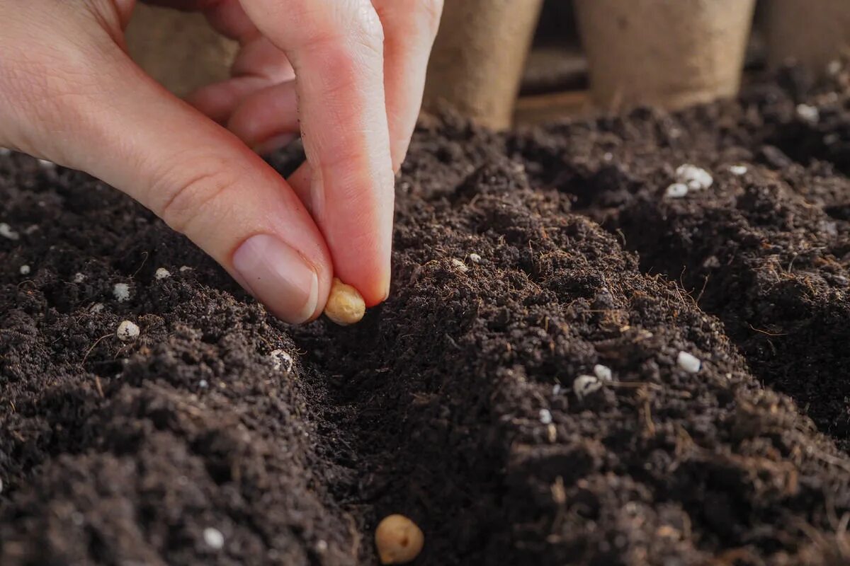 Посеют или посеят. Работа с почвой. Посев семян Shutterstock.