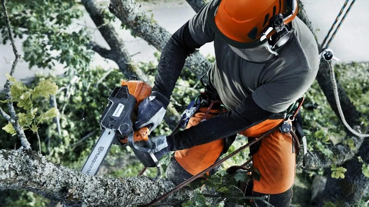 Удаление деревьев на участке. Бензопила husqvarna t540xp ii. спил деревьев хускварна. хускварна т 540. цепная бензиновая пила husqvarna t540 xp.