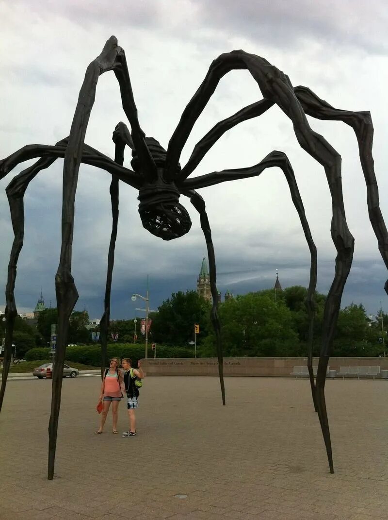 Гигантский паук. Страшные пауки гигантские. Прикольный паук.