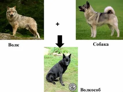 Отличия собаки
