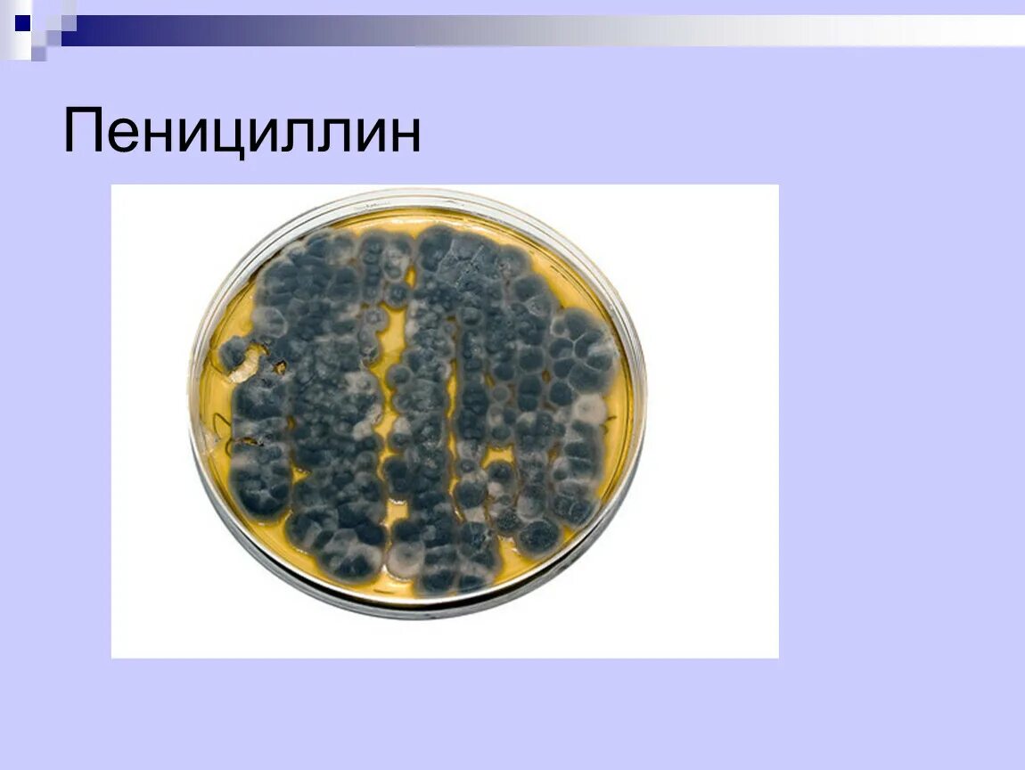 Пенициллин (Penicillium). Антибиотики пенициллин гриб. Антибиотики из плесени. Антибиотики из плесневых грибов. Пенициллин формы